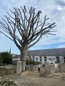 Élagage & taille Belle-Île-en-Mer (56)