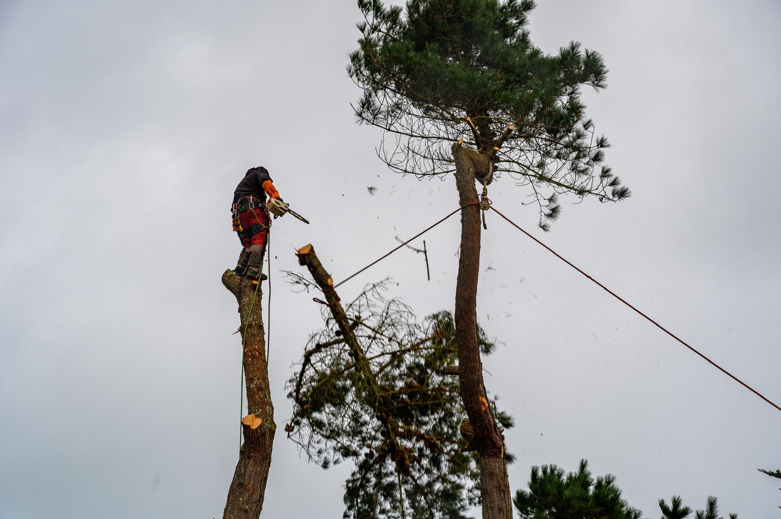 Un grimpeur en équilibre debout sur le tronc, tenu par des cordes tendues entre deux arbres, tronçonne le sommet d'un grand pin depuis la cime. Le ciel gris domine tout l'arrière-plan.