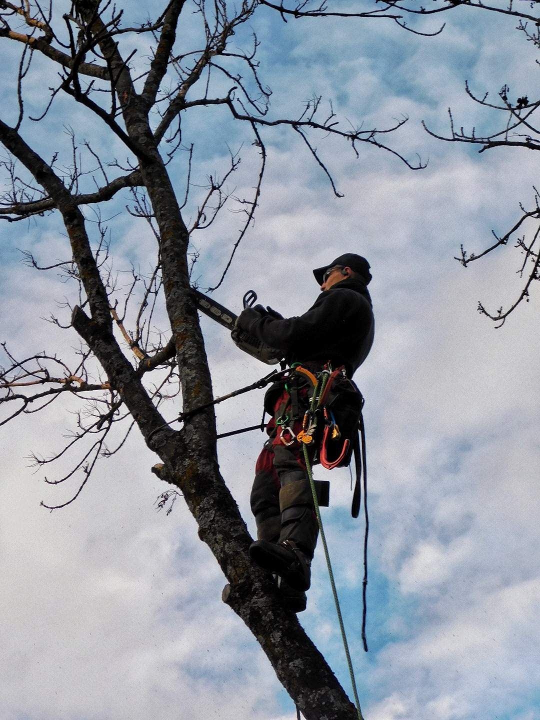 Réalisations élagage - Taille d'arbre en hauteur
