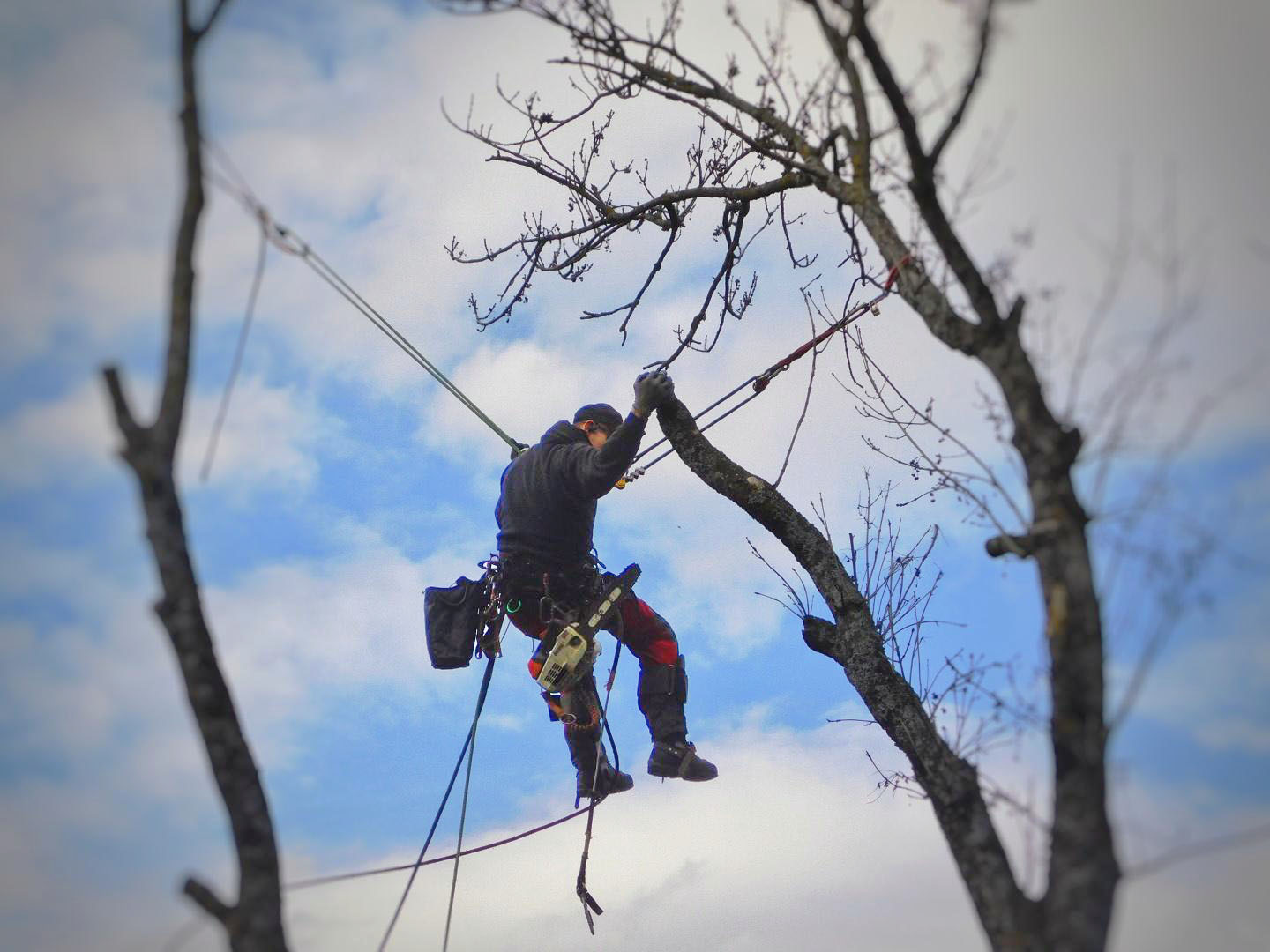 Un grimpeur suspendu dans les branches nues d'un arbre coupe une branche avec sa tronçonneuse. Le ciel bleu et quelques nuages se découpent derrière lui